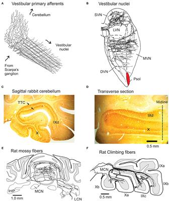 Adaptive Balance in Posterior Cerebellum